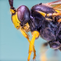 Präsenz-Kurs: Grenzenlose scharfe Fotos mit Focus Stacking