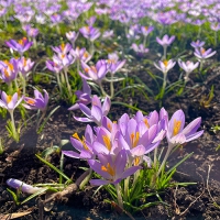 Hybrid-Kurs: Bessere Fotos mit dem Smartphone