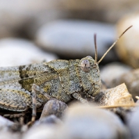 Fotoexkursion: „Insektenschutz ist Umweltschutz“ – Insektenfotografie im Mallertshofer Holz