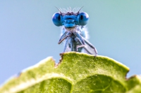Online Bildbesprechung Libellenfotografie am Isarstausee in Ismaning