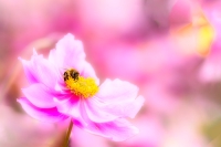 Fotoexkursion: Makrofotografie am Jexhof