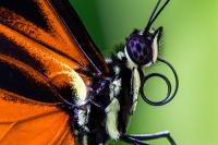 Online Bildbesprechung Tropische Schmetterlinge - exklusiv  in der Allgäuer "Schmetterling Erlebniswelt" in Pfronten